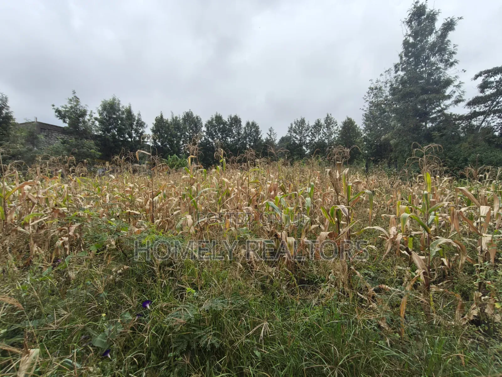 Quarter Acre Plot for Sale in Ngong, Ol Keri Near the Tarmac