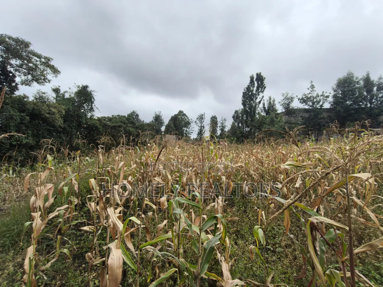 Quarter Acre Plot for Sale in Ngong, Ol Keri Near the Tarmac