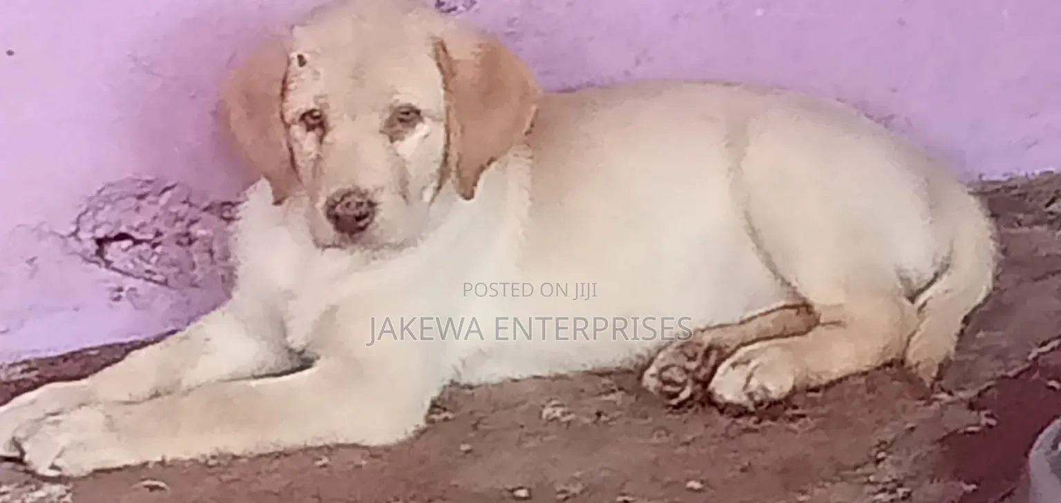 1-3 months Male Purebred Labrador Retriever