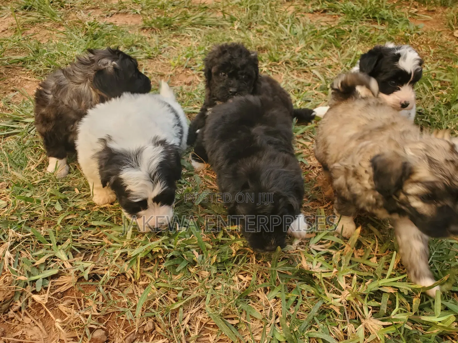 1-3 months Male Purebred Havanese