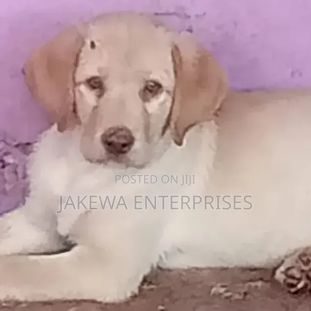 1-3 months Male Purebred Labrador Retriever