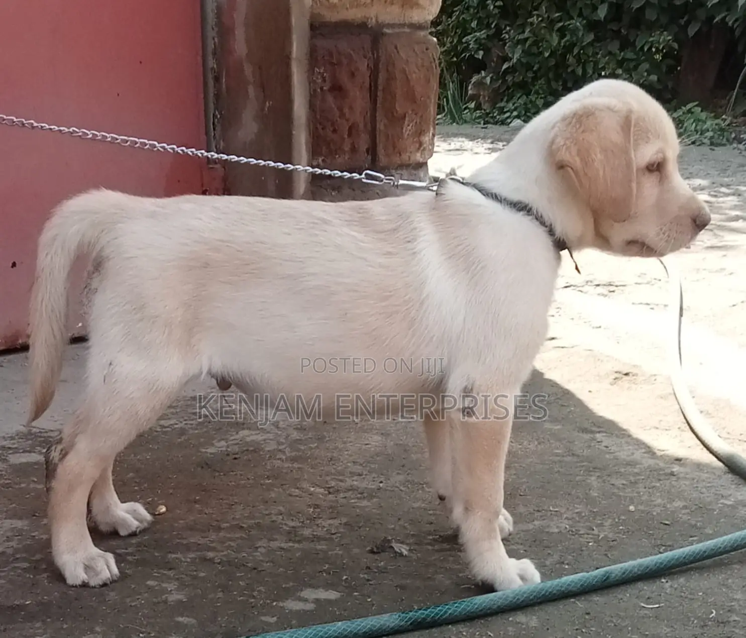 1-3 months Male Purebred Labrador Retriever
