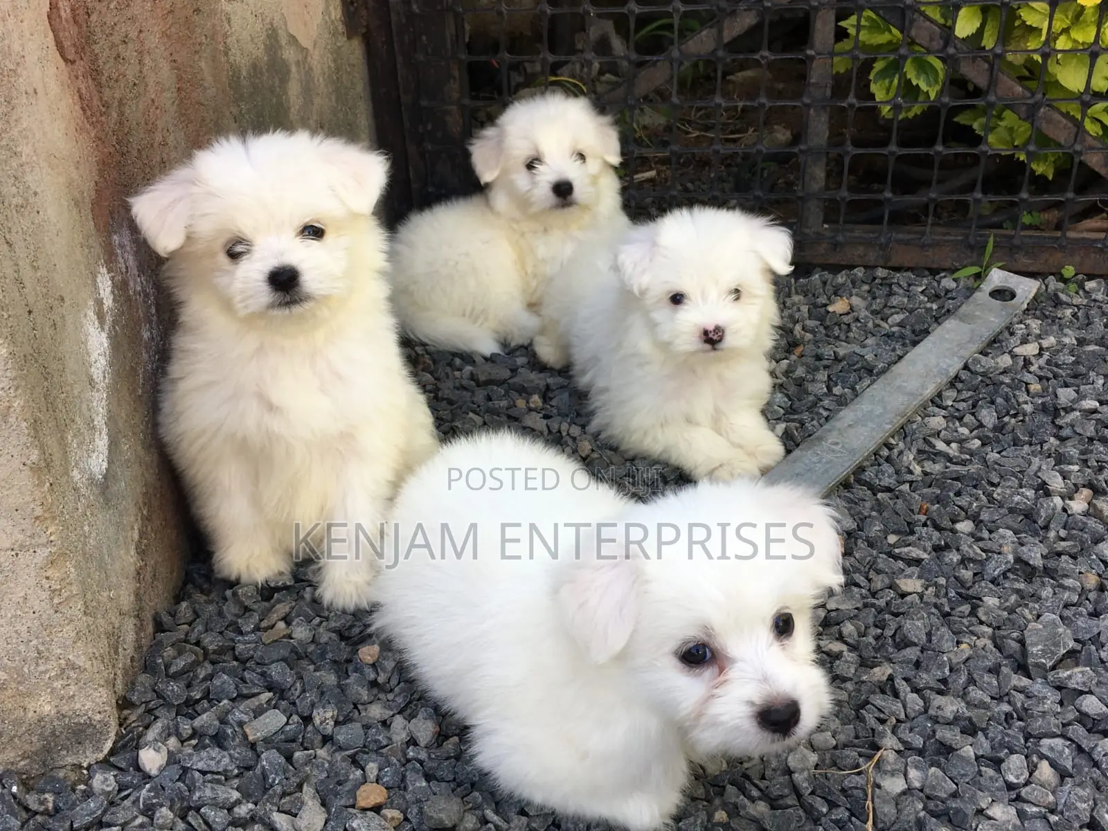 1-3 months Male Purebred Havanese