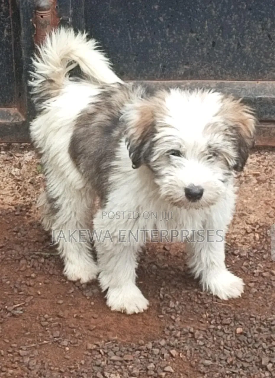 1-3 months Male Purebred Havanese