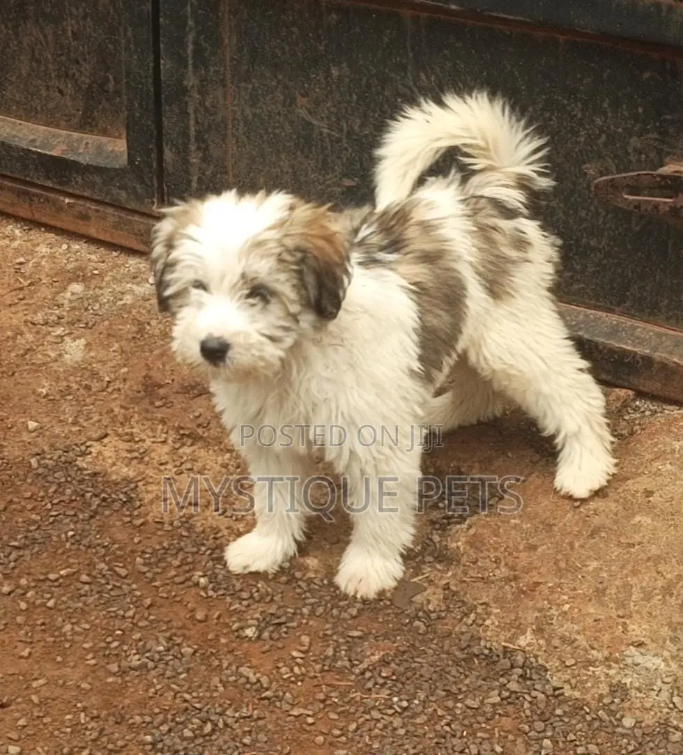 3-6 months Male Purebred Havanese