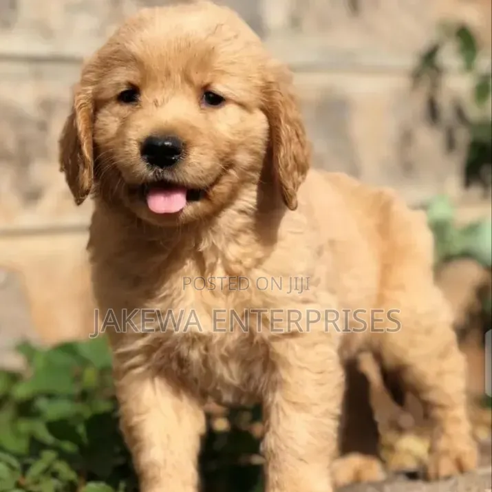 1-3 months Male Purebred Golden Retriever