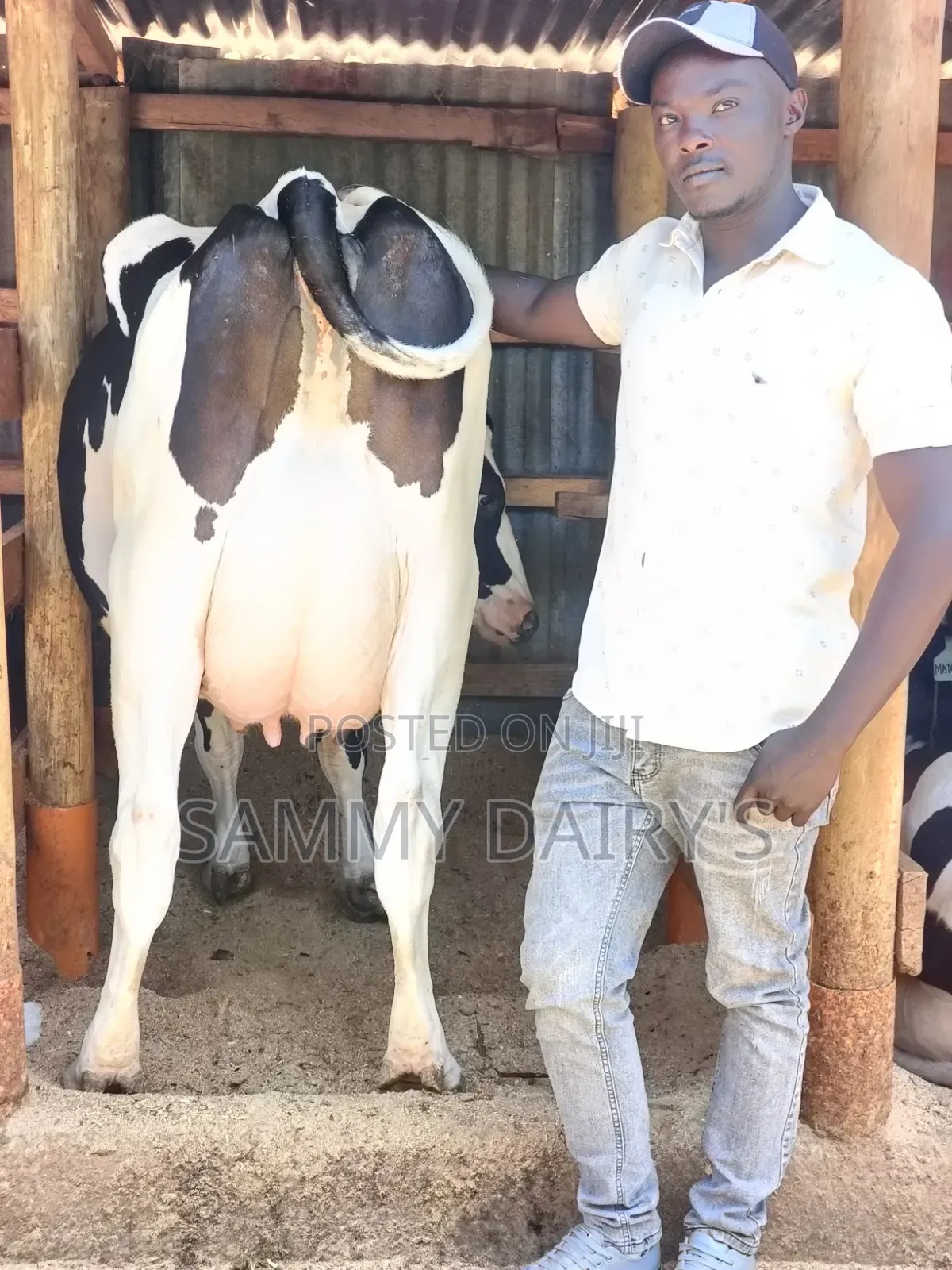 Dairy Farming