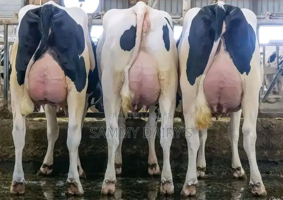 Dairy Farming