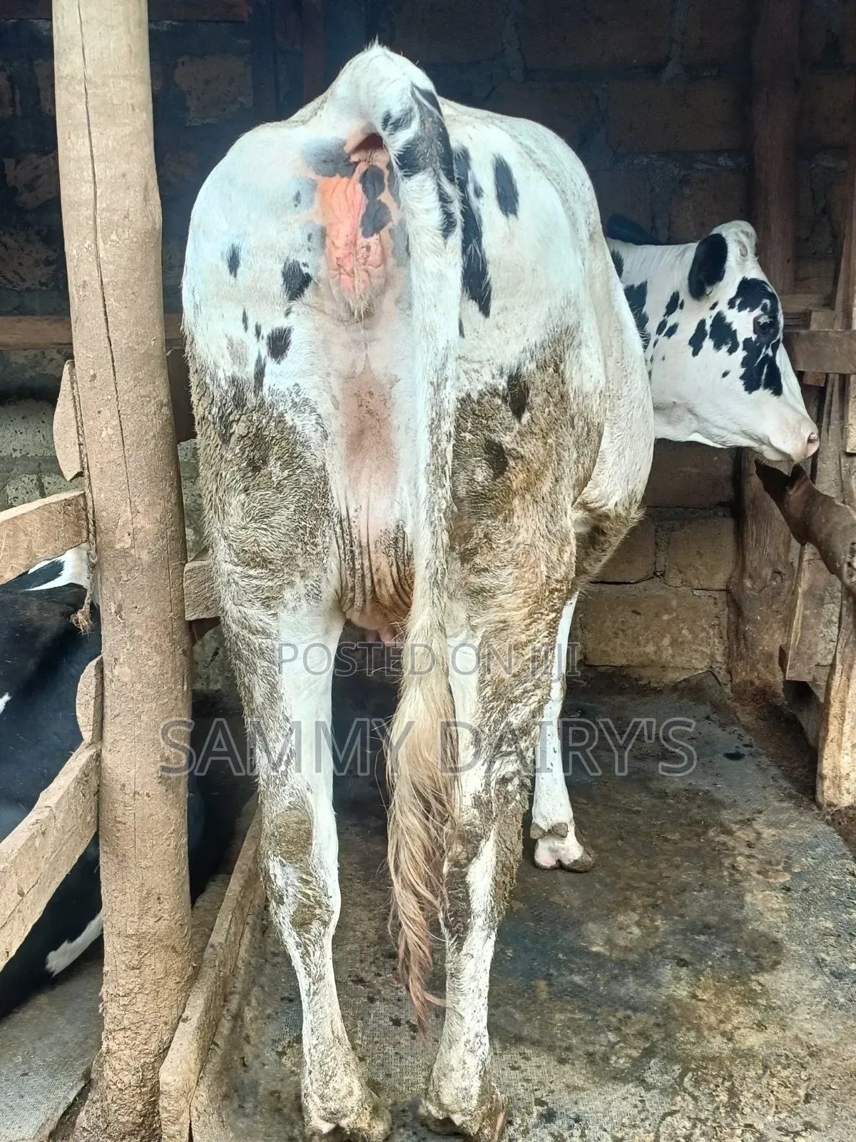 Dairy Farming