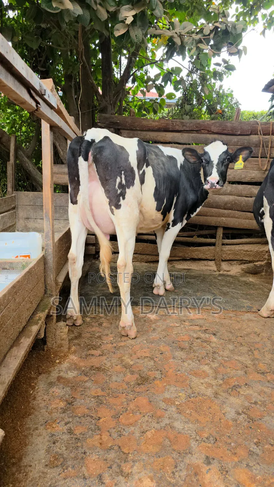Dairy Farming