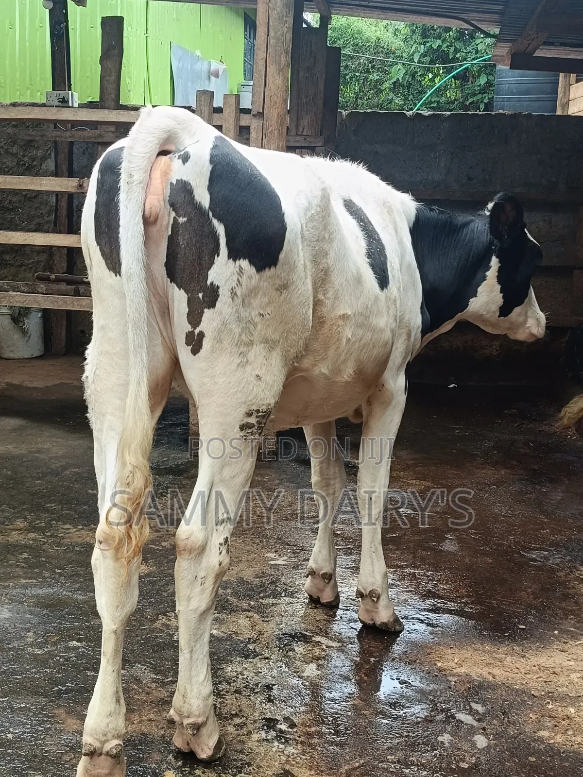 Dairy Farming