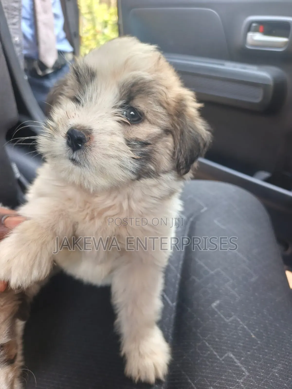 1-3 months Male Purebred Havanese