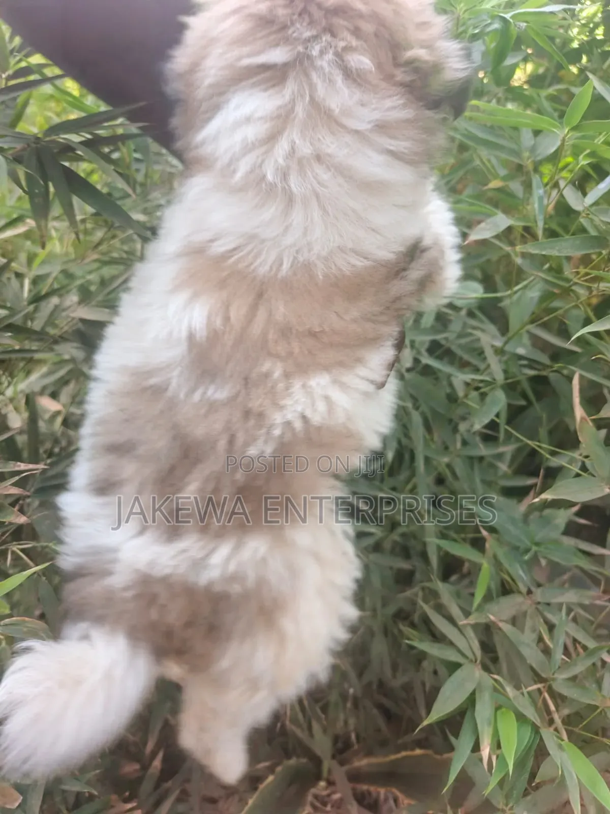1-3 months Male Purebred Havanese