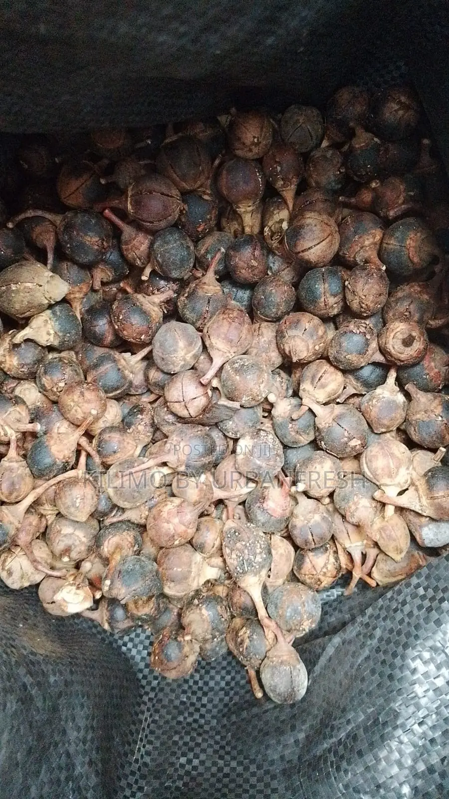 Goron Tula 10pcs.