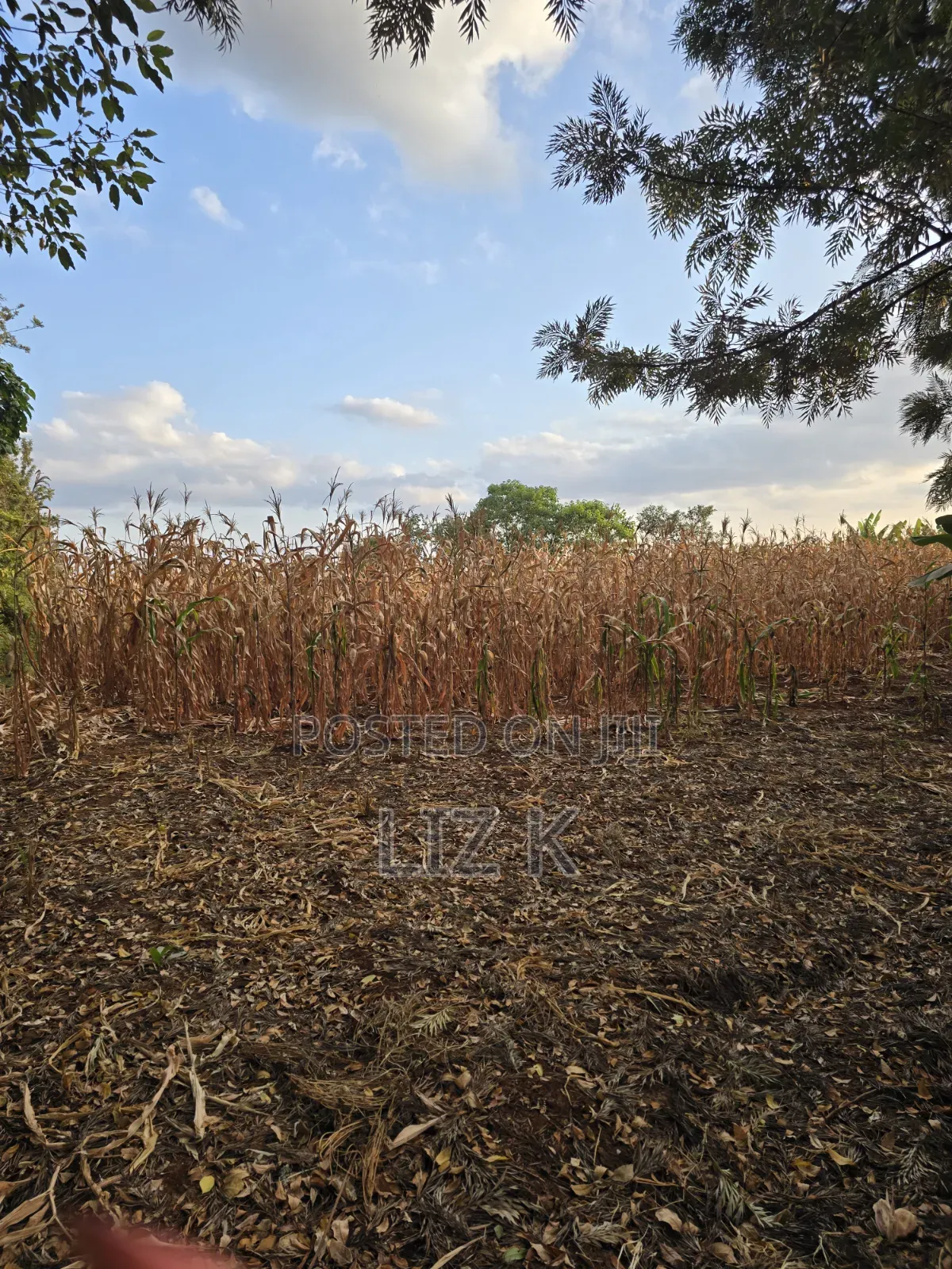 1Acre for Sale in Mugutha