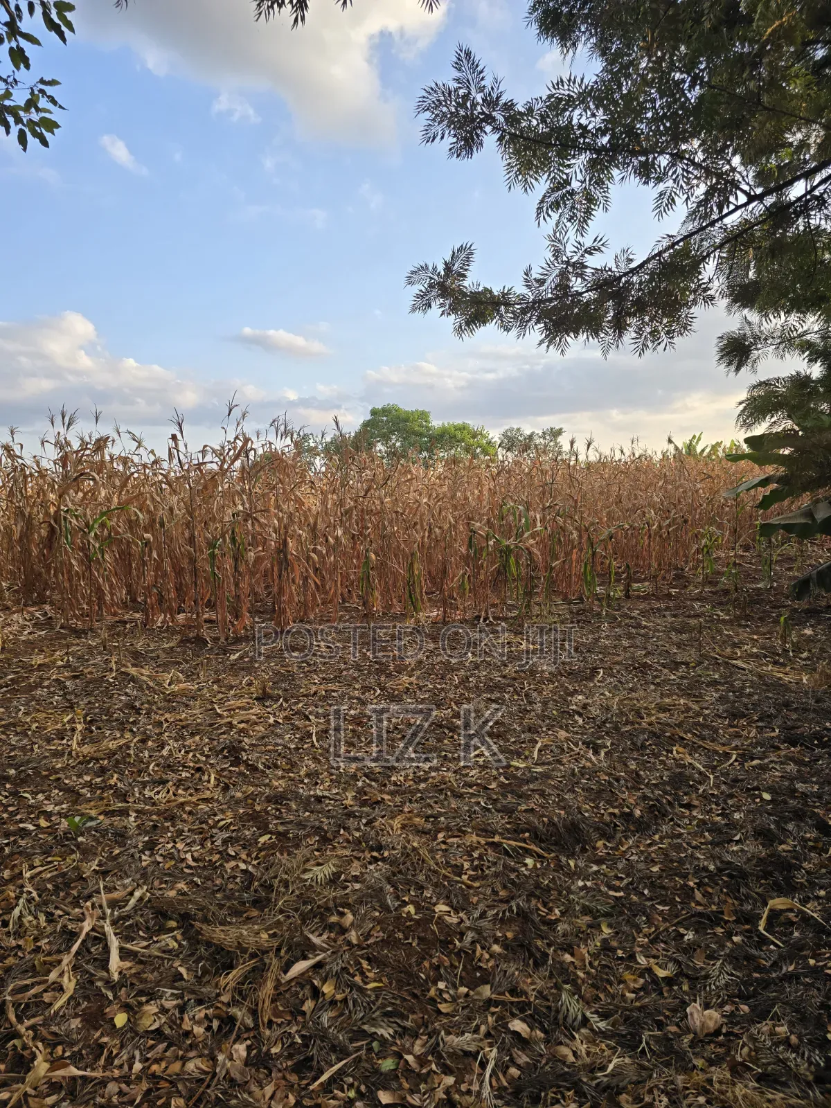 1Acre for Sale in Mugutha
