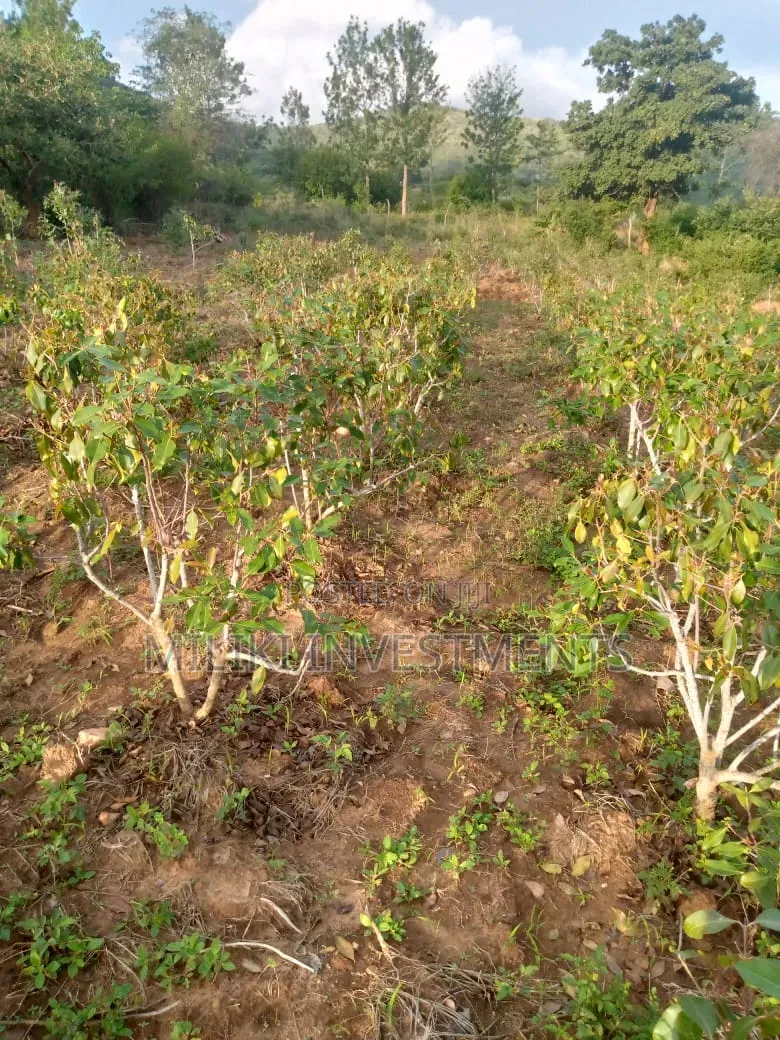 1.5 Acre on Sale at Siakago-Embu