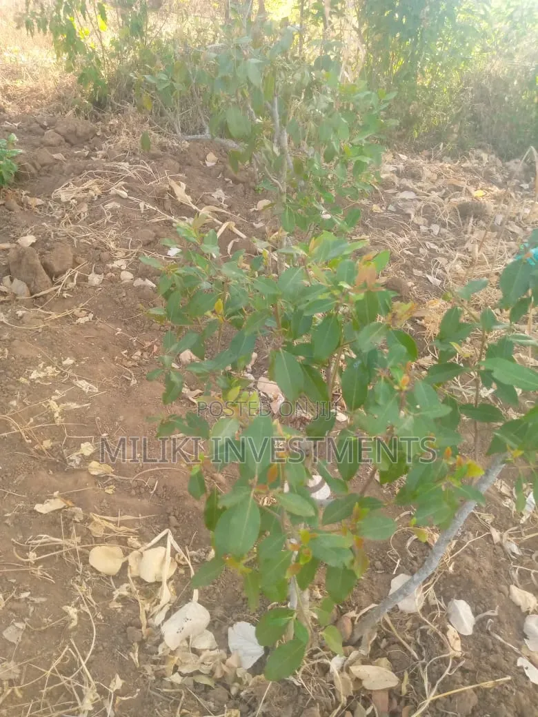 1.5 Acre on Sale at Siakago-Embu