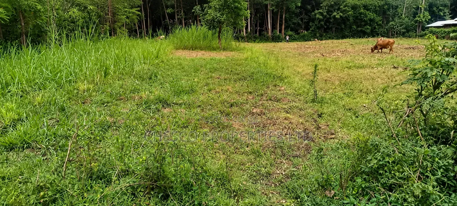 4 Plots for Sale in Makutano - Kanduyi