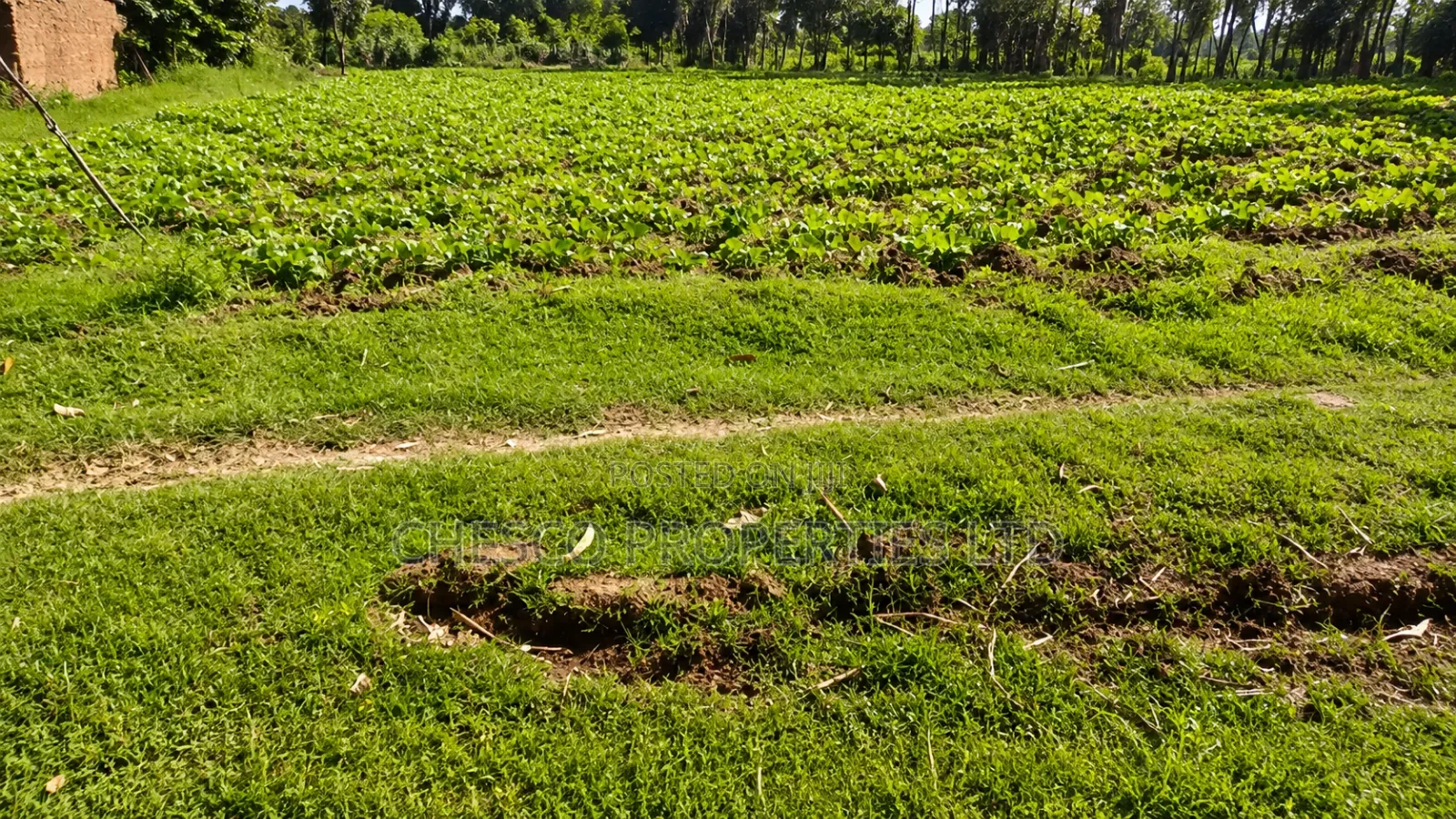 3 Plots for Sale in Ndengelwa, 100 Metres From Tarmac