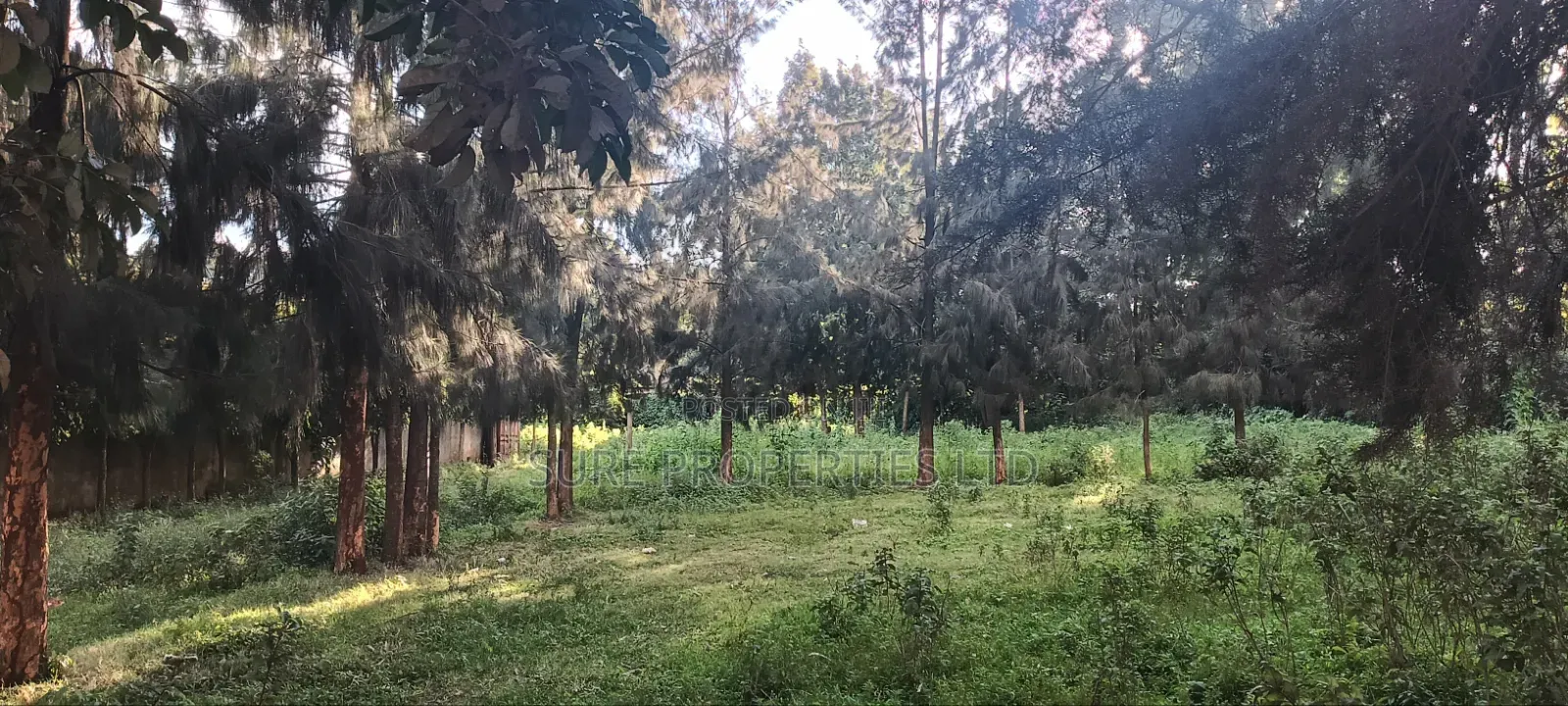 Kikuyu, Gitaru 50x100 Plot