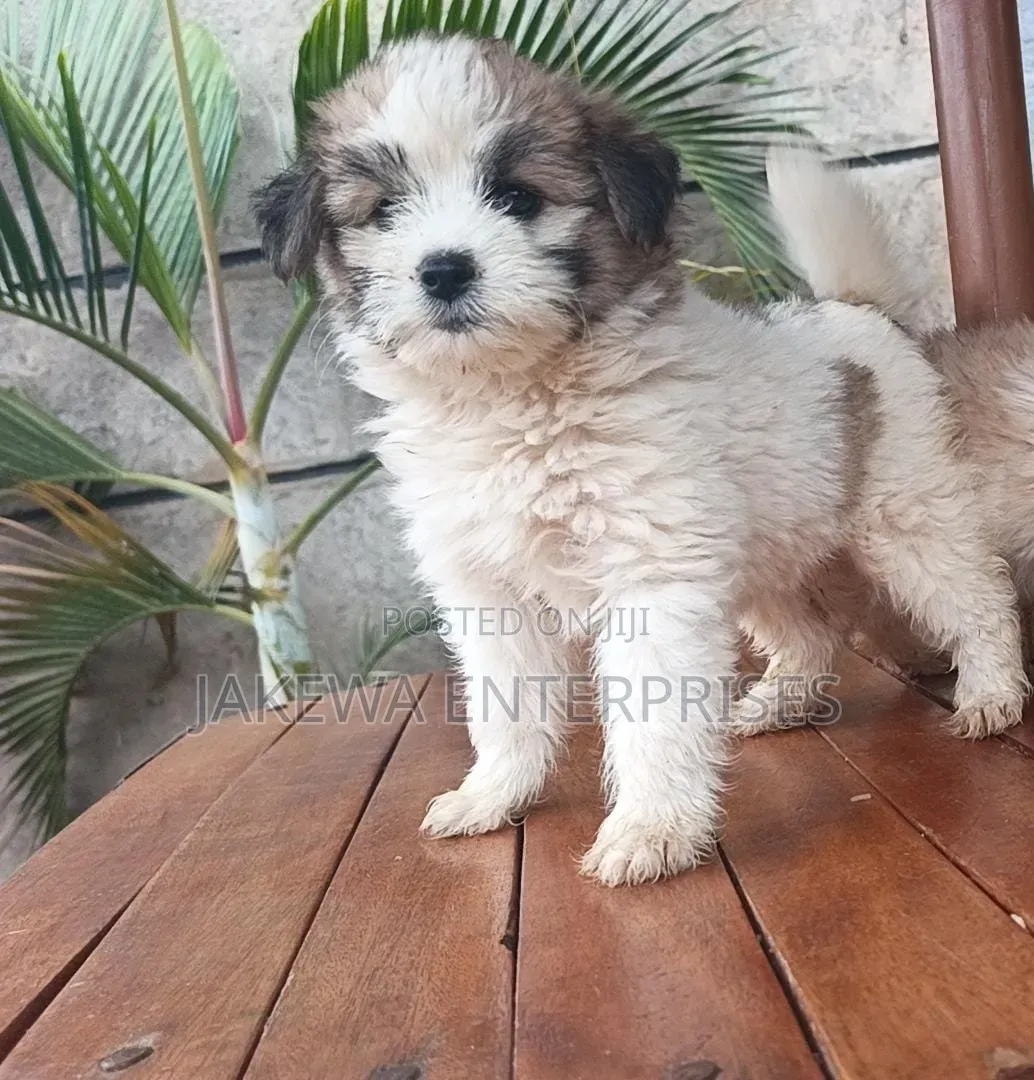 1-3 months Male Purebred Havanese