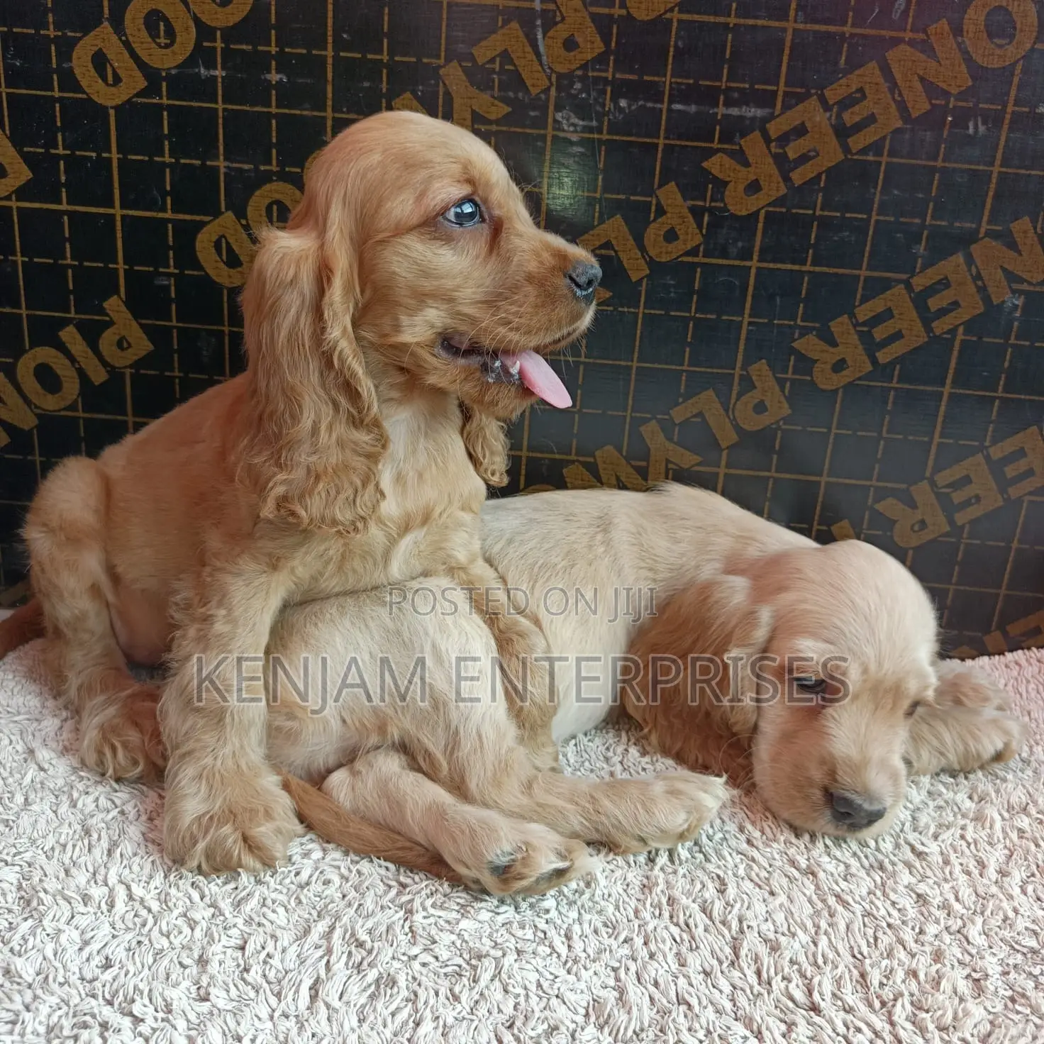1-3 months Female Purebred English Cocker Spaniel