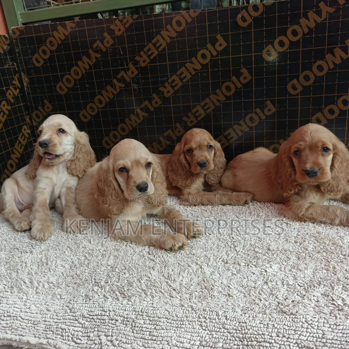 1-3 months Male Purebred English Cocker Spaniel