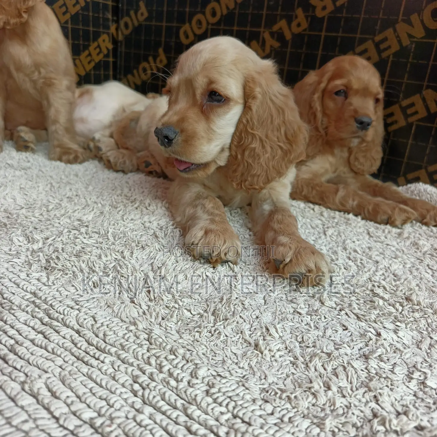 1-3 months Male Purebred English Cocker Spaniel
