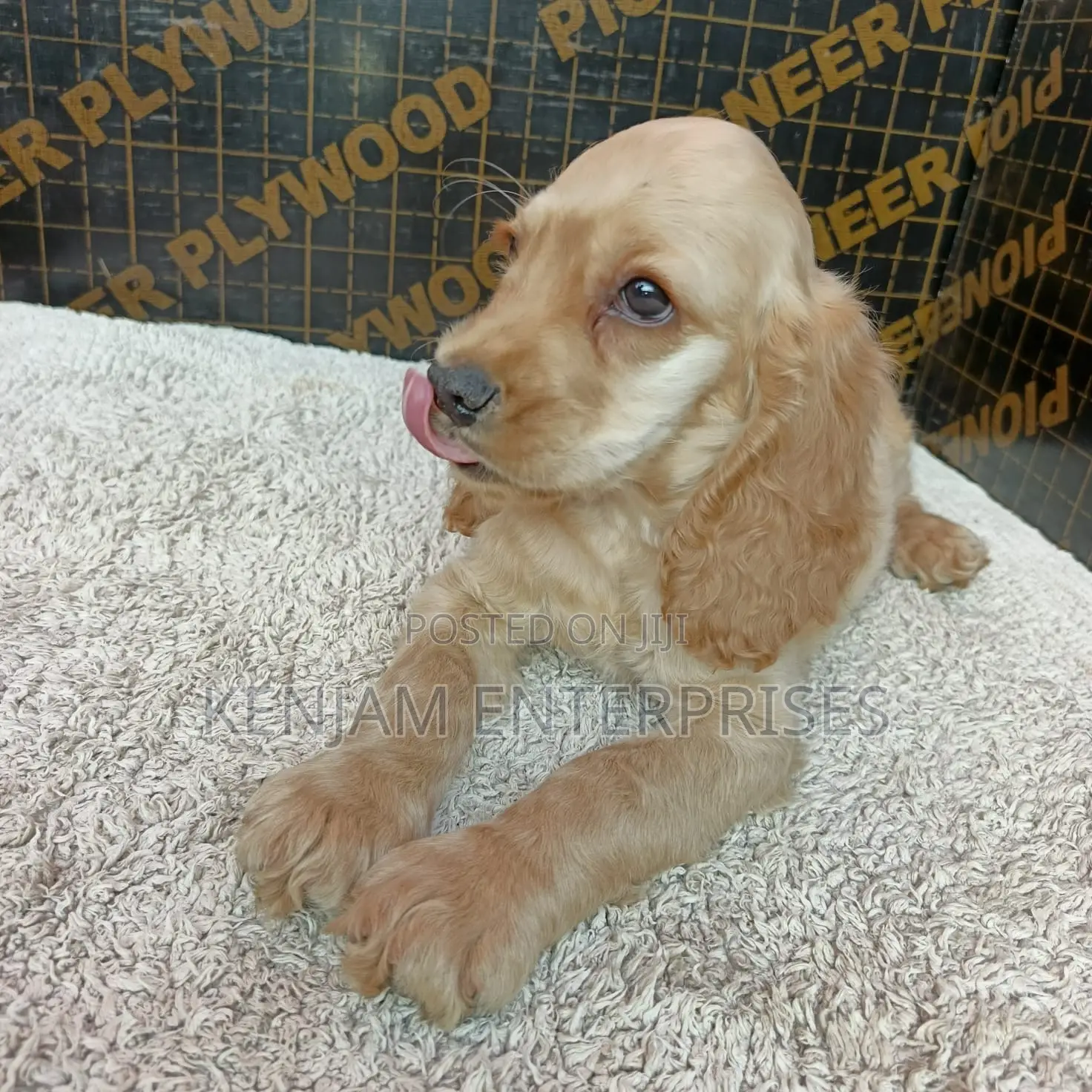 1-3 months Female Purebred English Cocker Spaniel