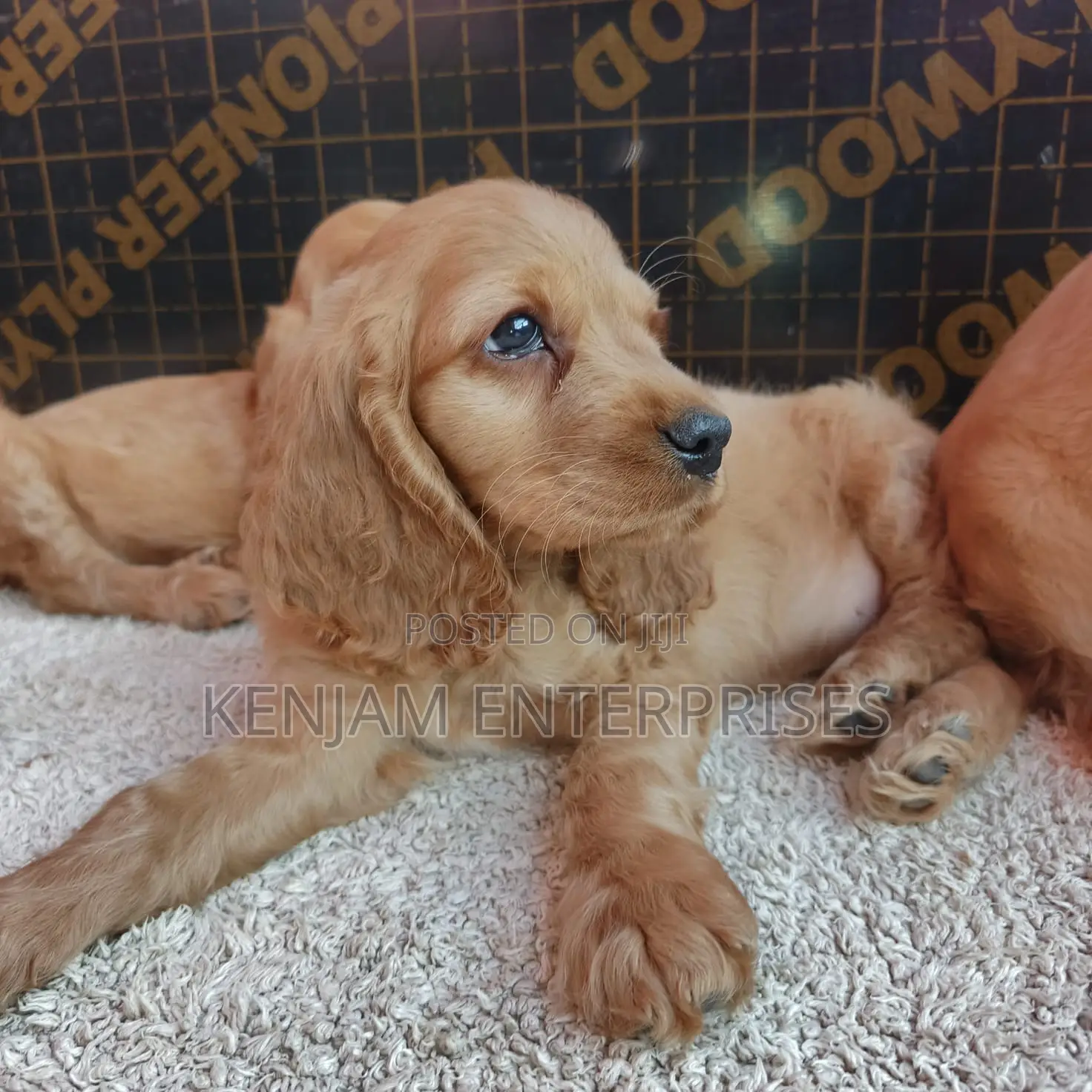 1-3 months Female Purebred English Cocker Spaniel