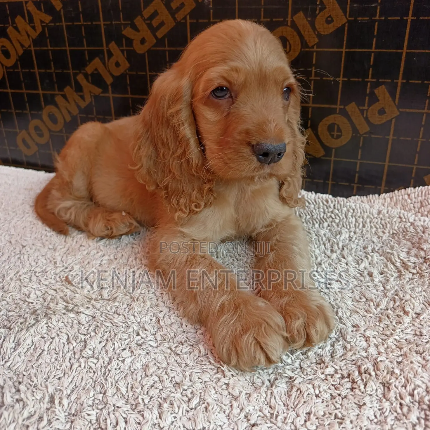 1-3 months Male Purebred English Cocker Spaniel