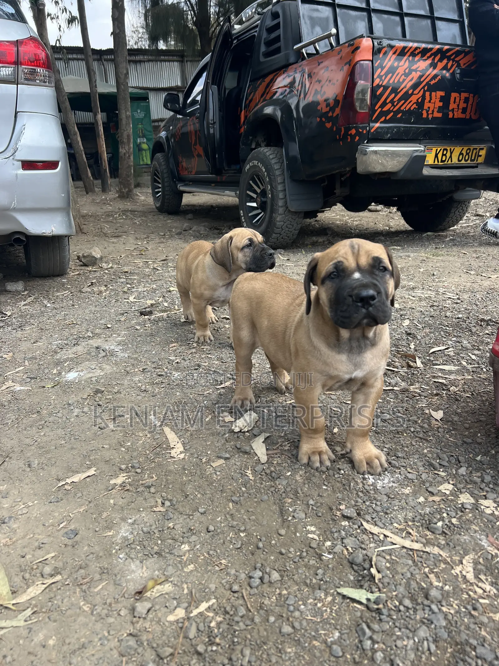 1-3 months Female Purebred Boerboel