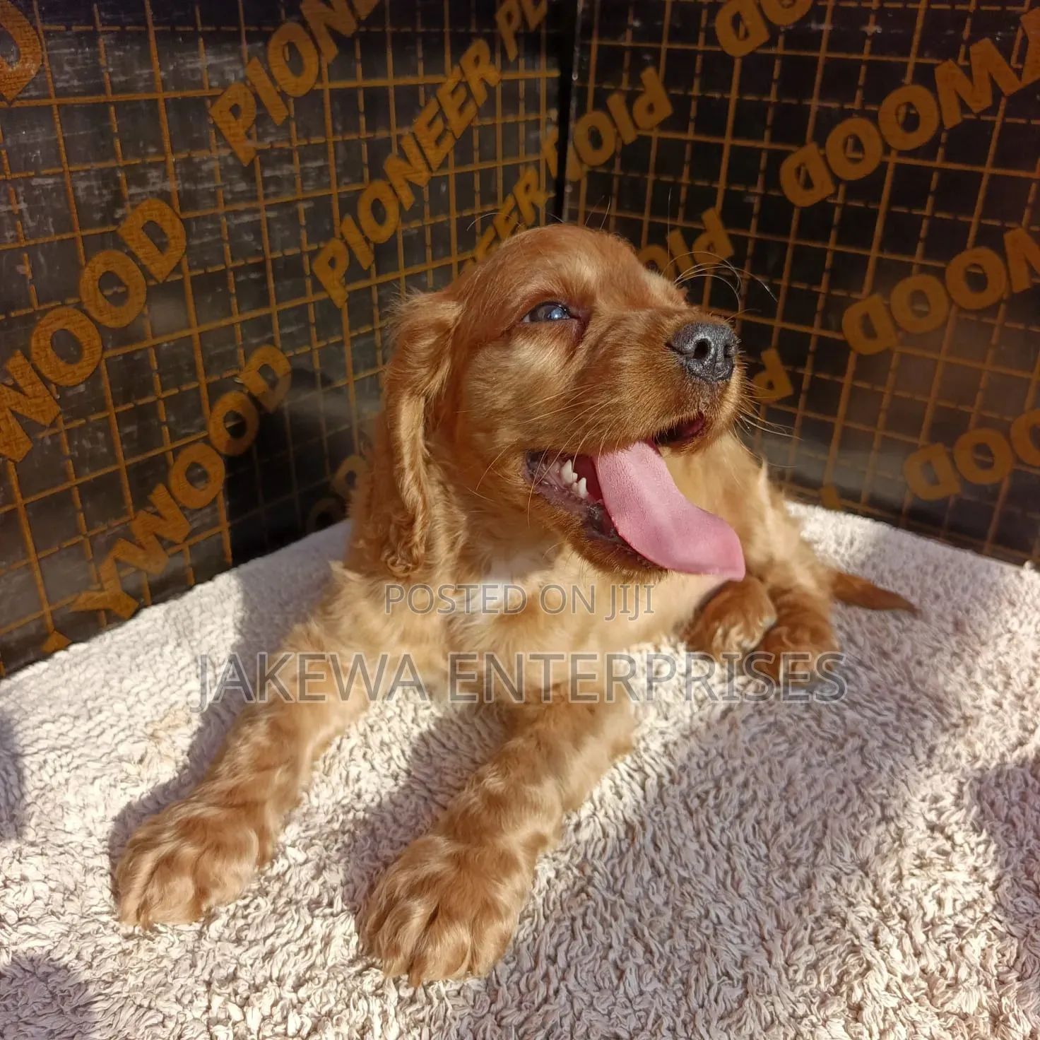 1-3 months Female Purebred English Cocker Spaniel