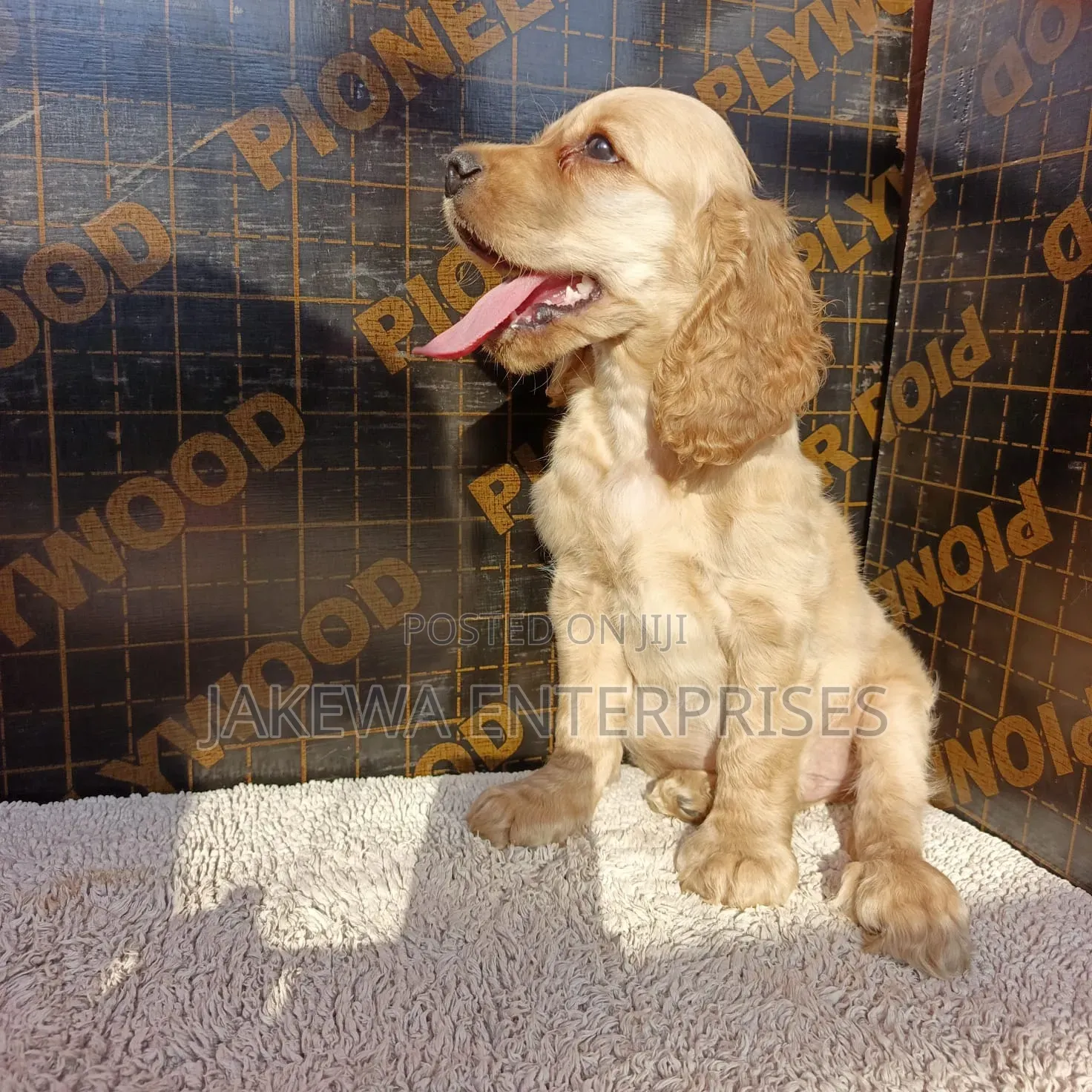 1-3 months Female Purebred English Cocker Spaniel