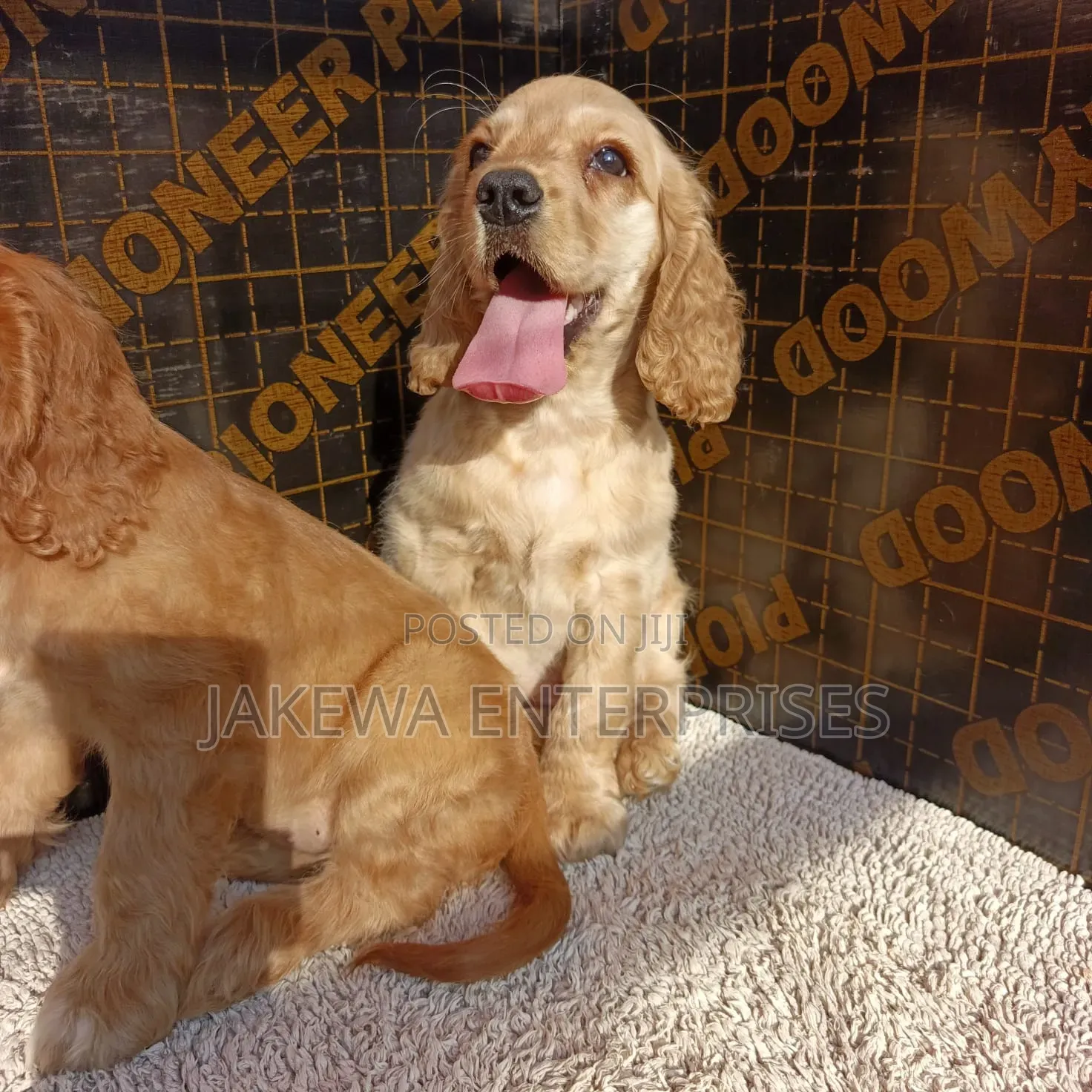 1-3 months Female Purebred English Cocker Spaniel