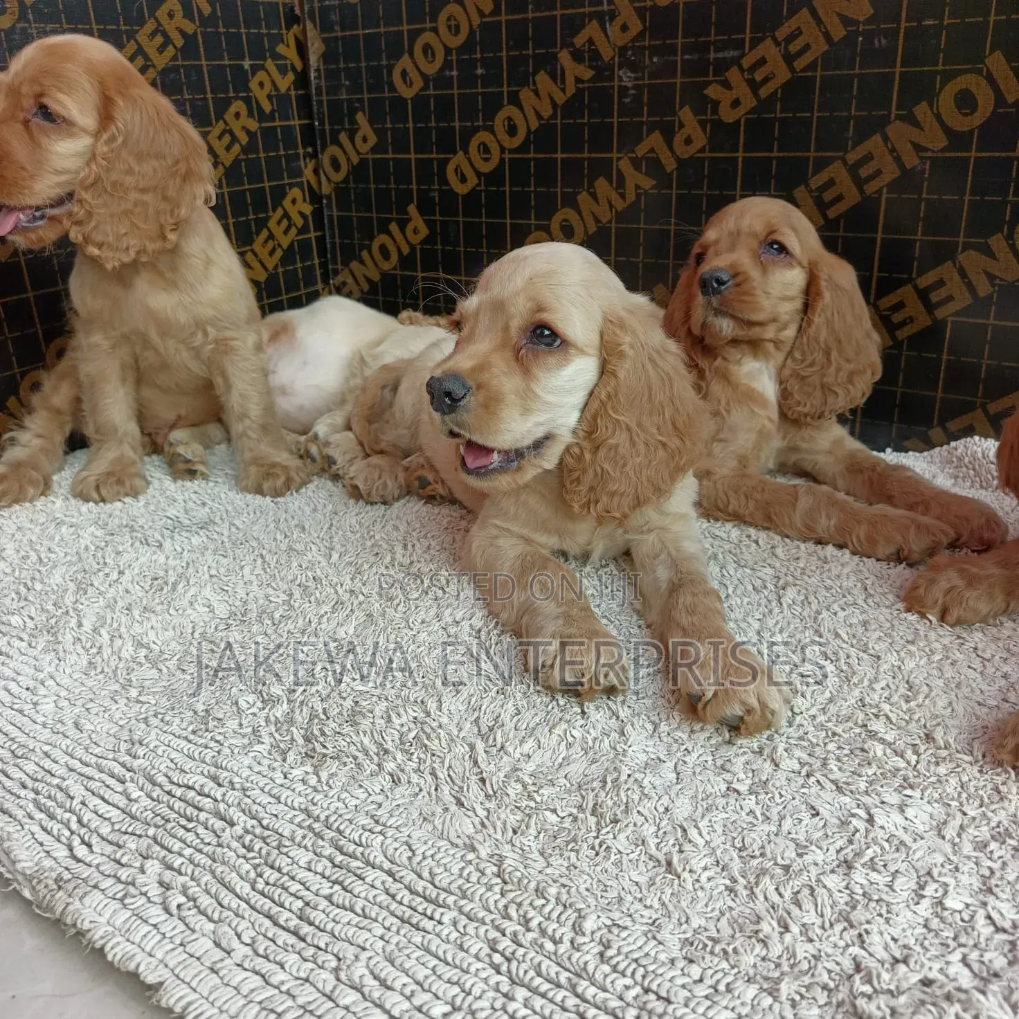 1-3 months Male Purebred English Cocker Spaniel