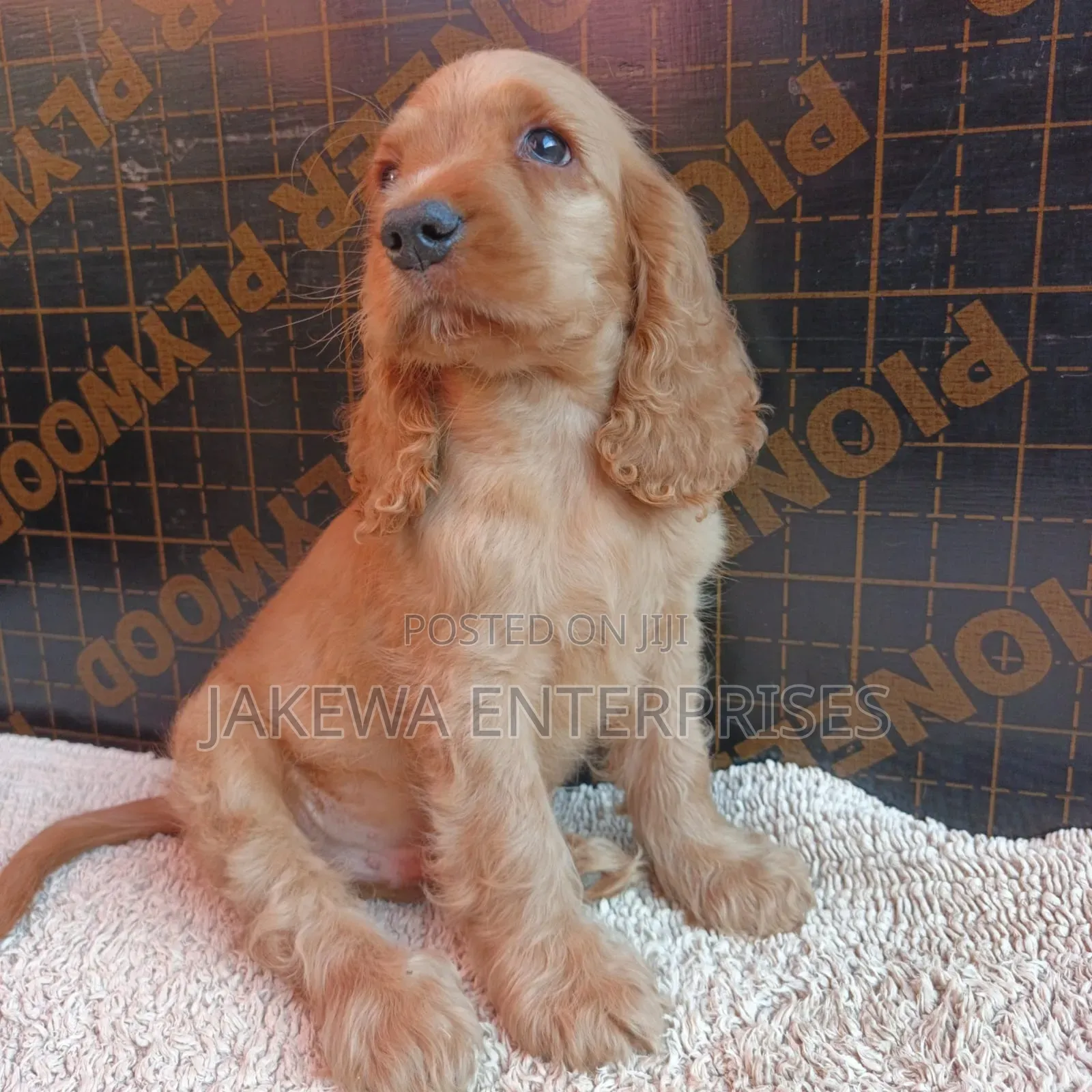 1-3 months Female Purebred English Cocker Spaniel
