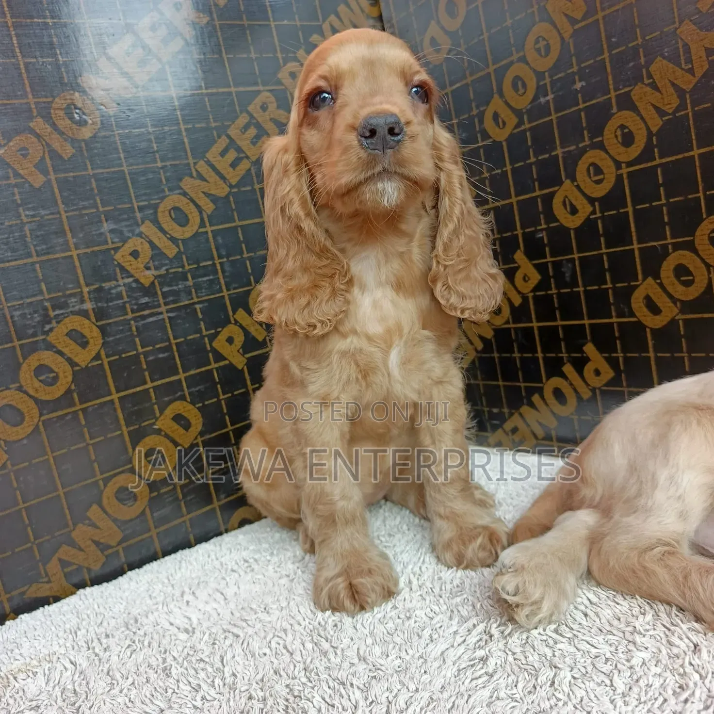 1-3 months Male Purebred English Cocker Spaniel