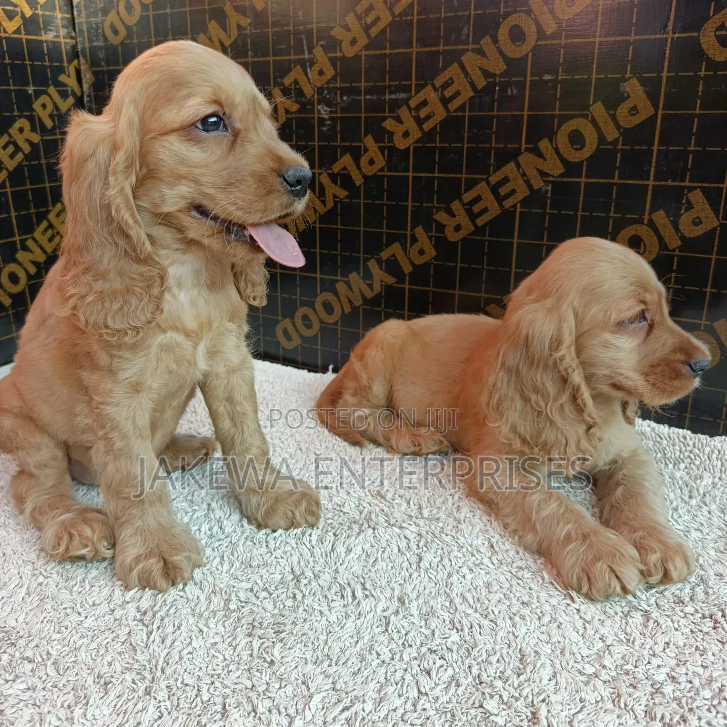 1-3 months Female Purebred English Cocker Spaniel