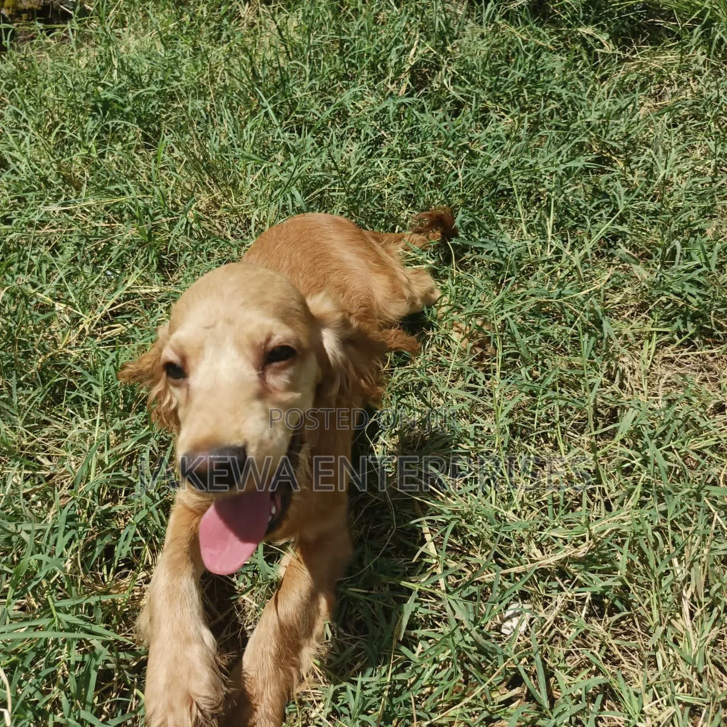 6-12 months Male Purebred English Cocker Spaniel