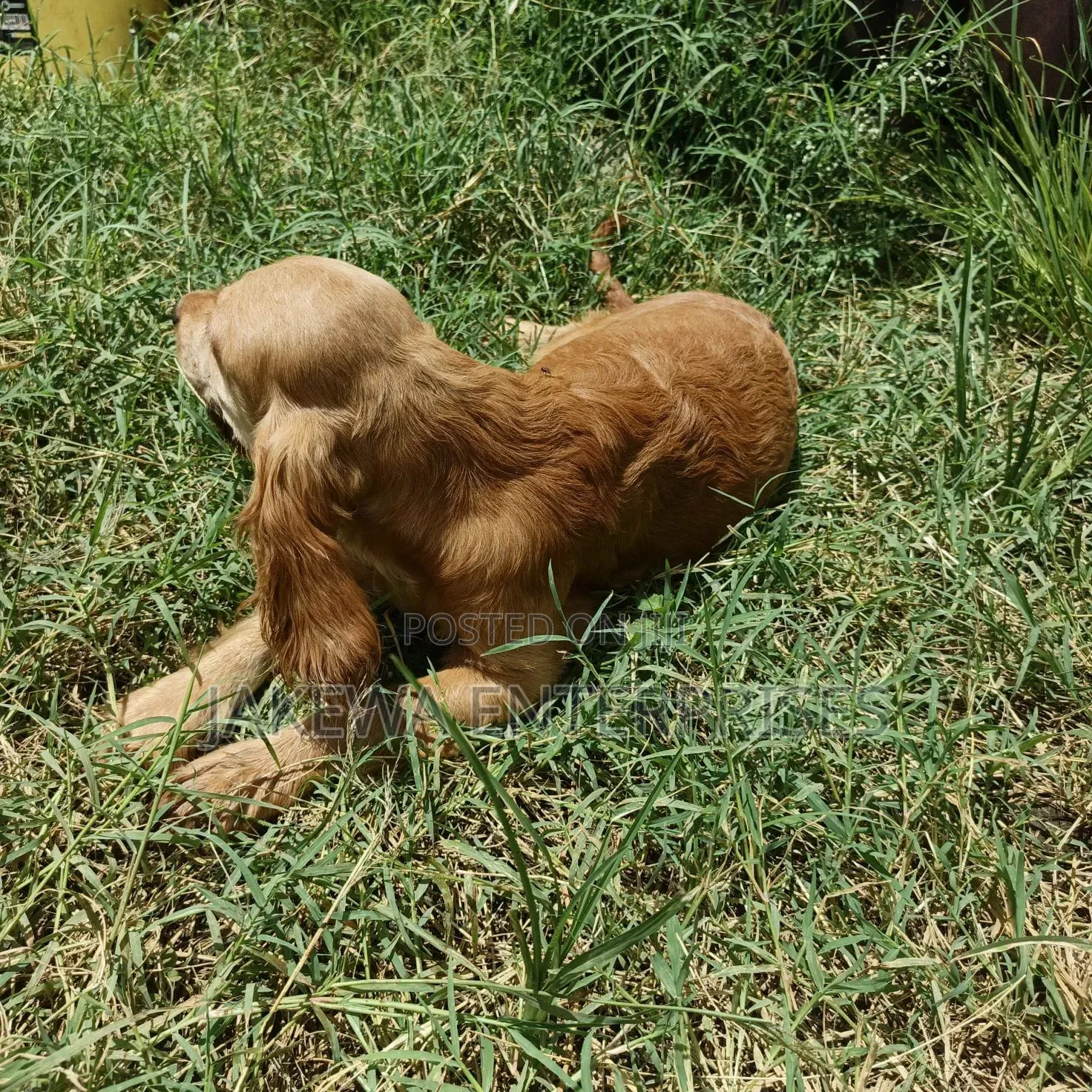 6-12 months Male Purebred English Cocker Spaniel