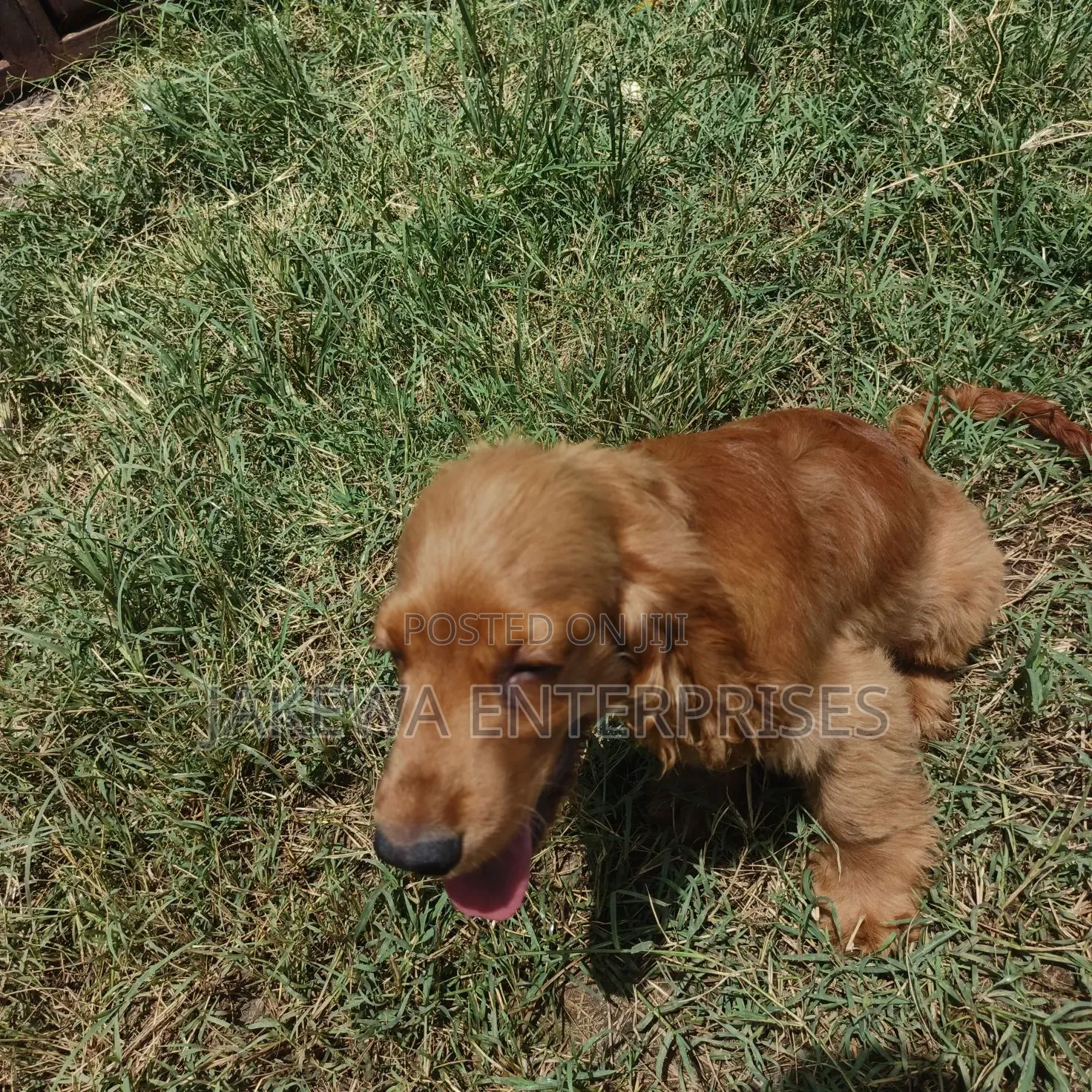 1-3 months Male Purebred English Cocker Spaniel