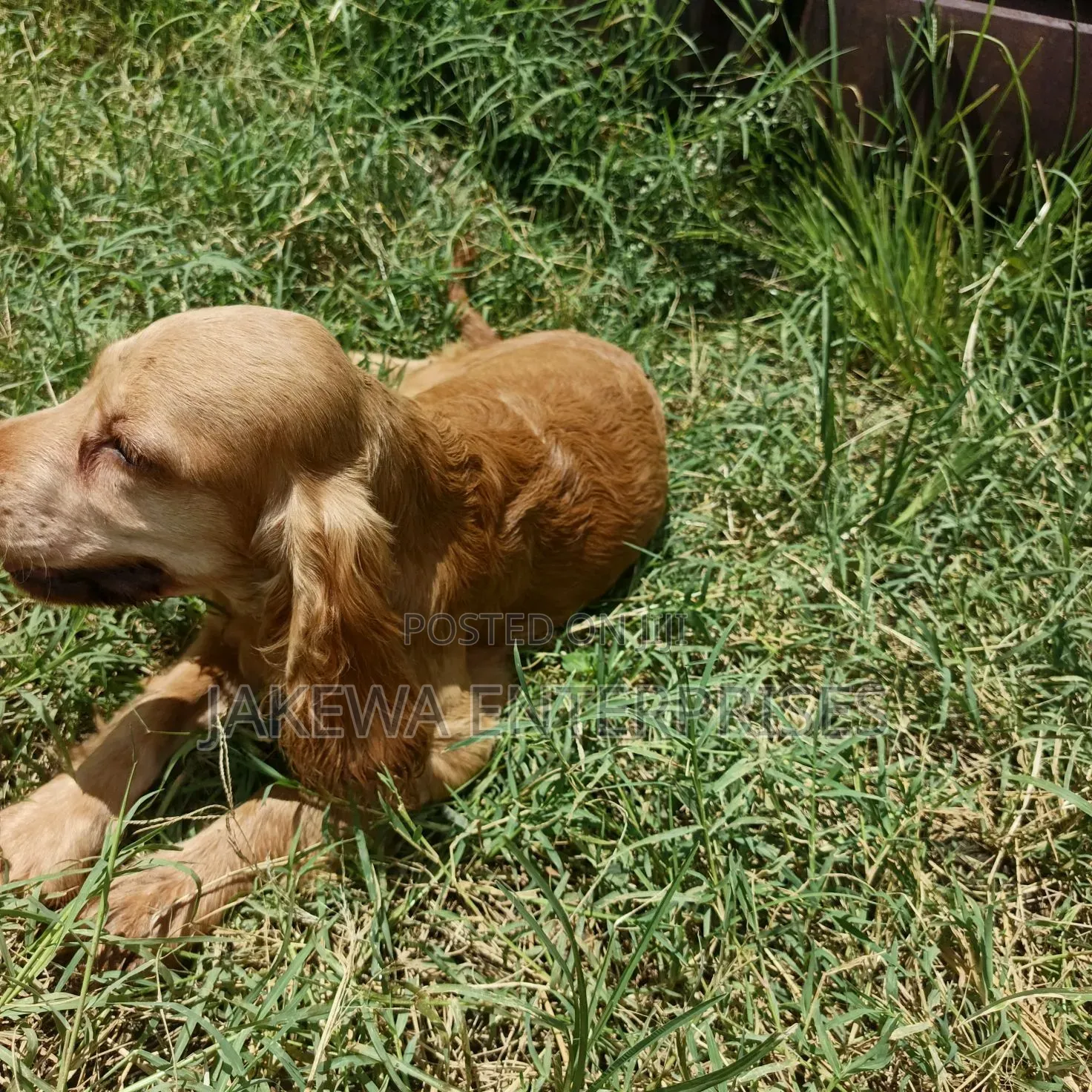 1-3 months Male Purebred English Cocker Spaniel