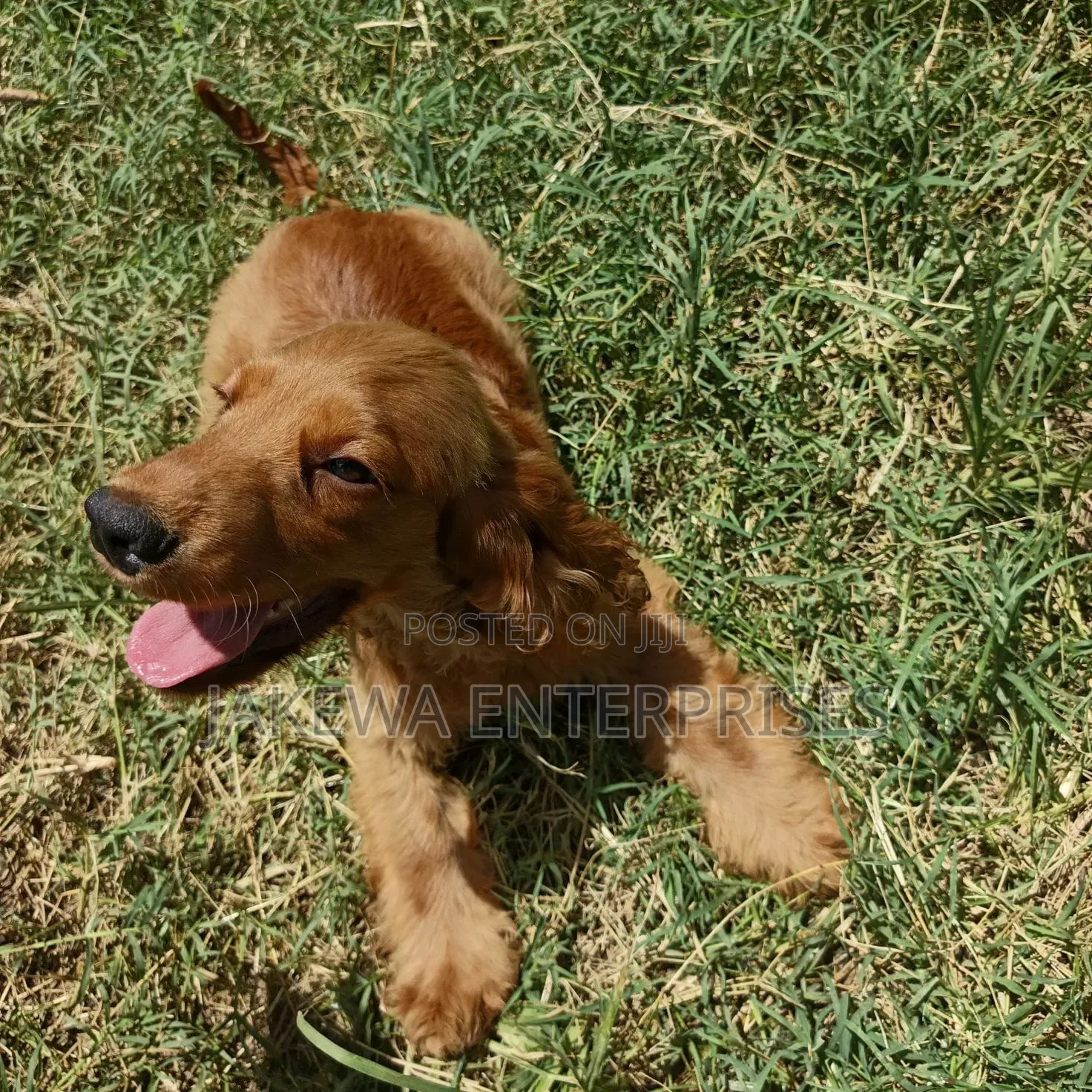 6-12 months Male Purebred English Cocker Spaniel