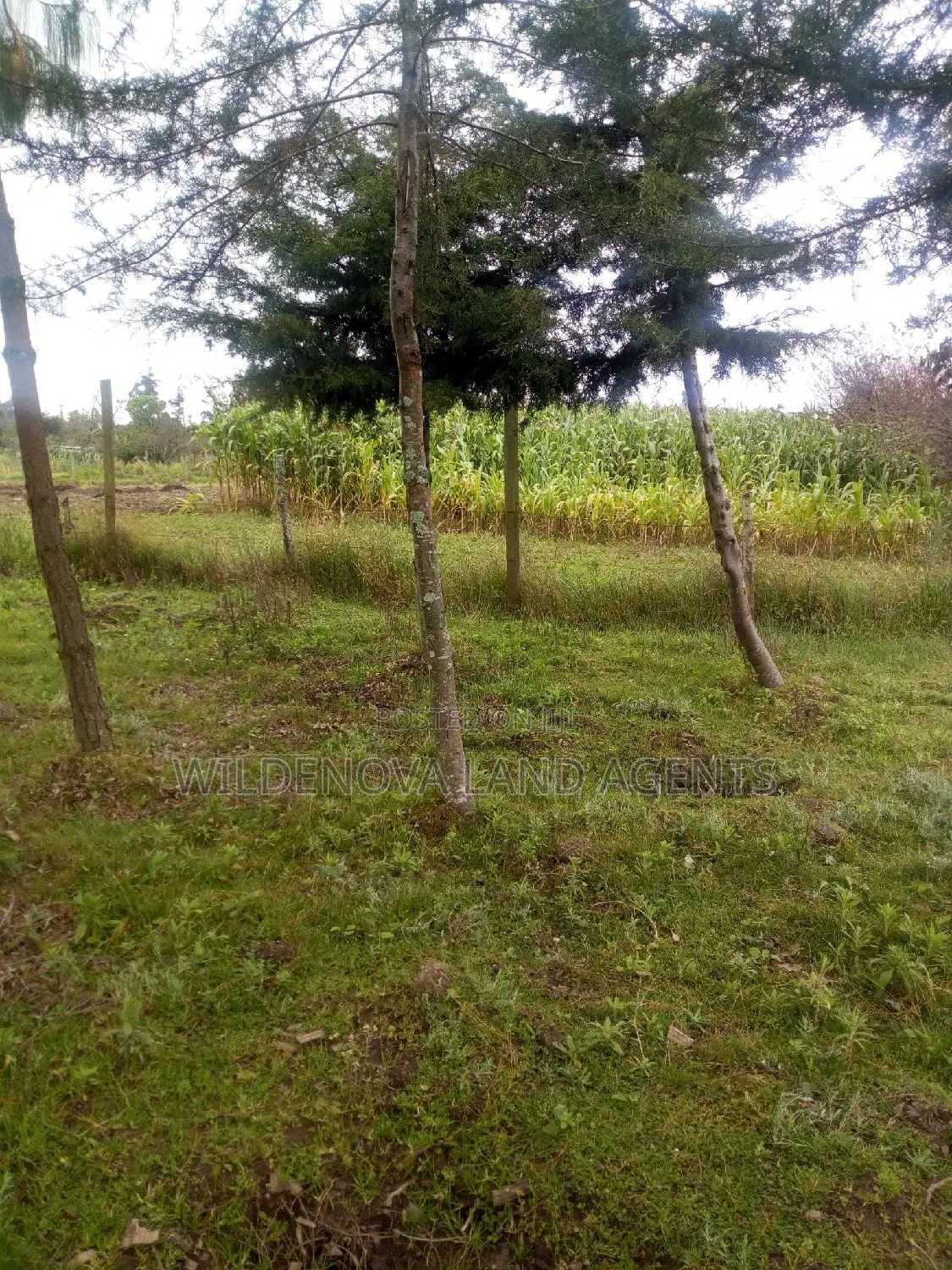1acre on Sale at Ngarariga Kiambu