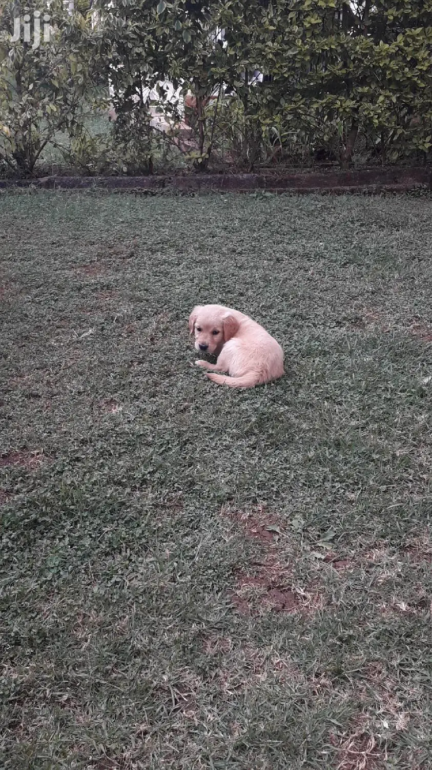 Baby Female Purebred Golden Retriever