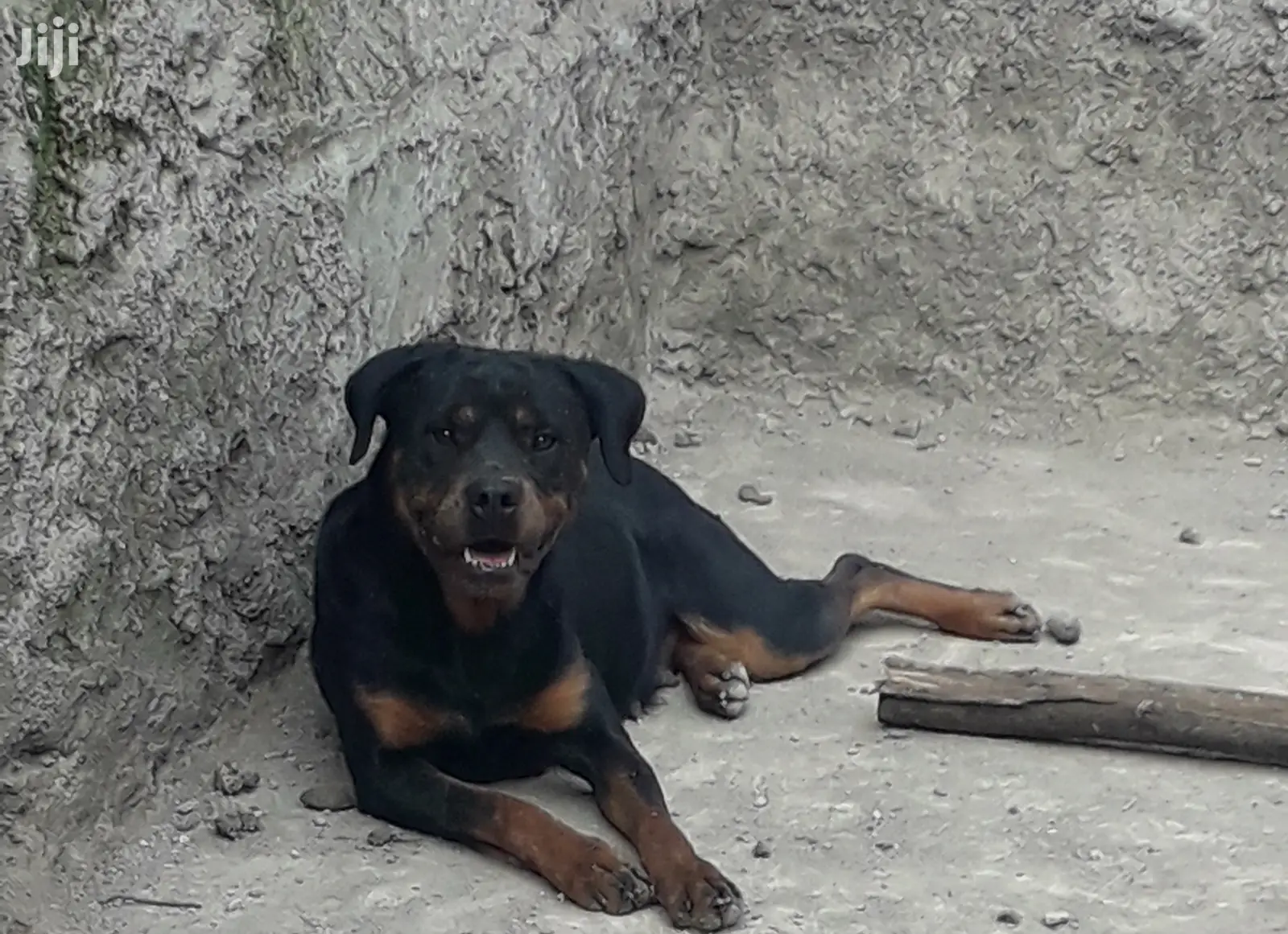 Adult Female Purebred Rottweiler