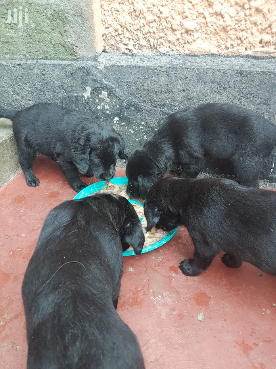 Baby Male Purebred Labrador Retriever
