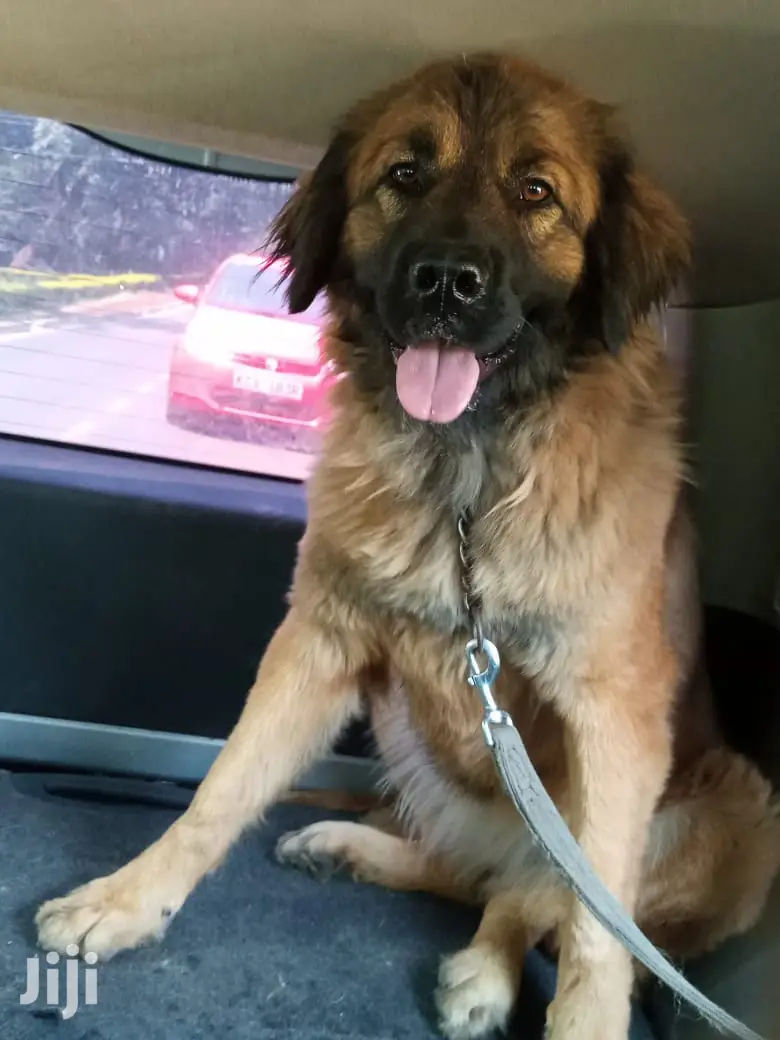 Adult Female Purebred Caucasian Shepherd